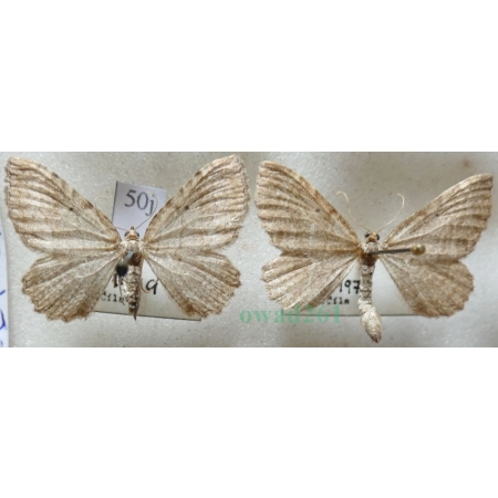 Philereme vetulata (Denis & Schiffermüller, 1775) pair Paśnik kłębiniec Czech50j